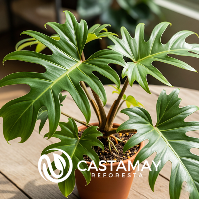 Philodendron nangaritense